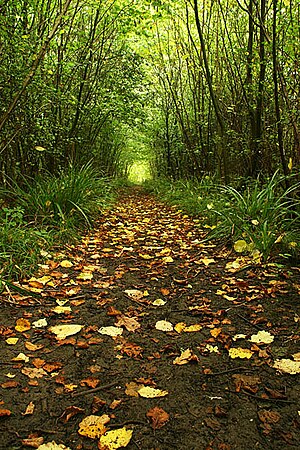 Woodland Pathway at Foxley Wood Forest Path - geograph.org.uk - 288695.jpg