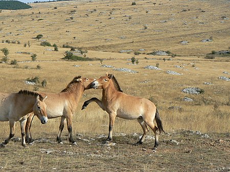 Fail:France_Lozère_Causse_Méjean_Chevaux_de_Przewalski_20.jpg