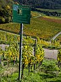 * Nomination Information board on the Scheurebe grape variety.Please note that neither the information board nor the vines are vertical. Thank you. --Ermell 09:24, 25 October 2022 (UTC) * Promotion  Support Good quality. --Sebring12Hrs 06:35, 27 October 2022 (UTC)