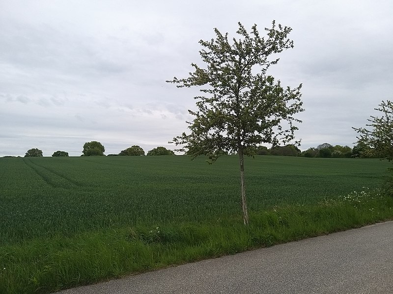 File:Friedrichsruher Weg, Kiel-Holtenau 09.jpg