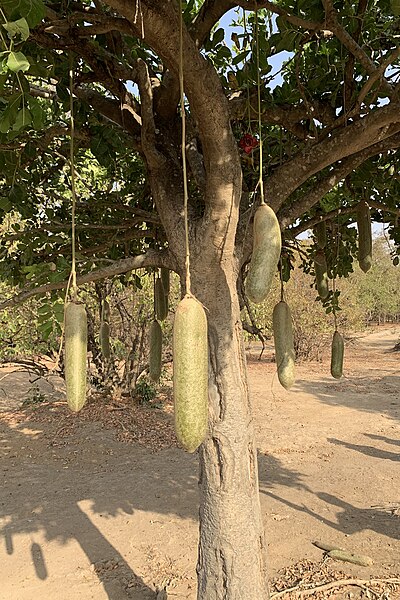 File:Fruits and flower of the sausage tree (Kigelia africana), Ghana.jpg