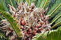 Funchal, Monte - Cycas revoluta IMG 1970.JPG