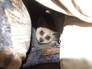 Eastern dwarf galago