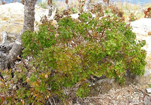 Galium buxifolium