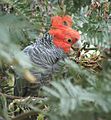 Esemplare maschio di cacatua gang-gang tra la vegetazione