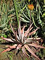 Aloe Capitata: Plant spesie