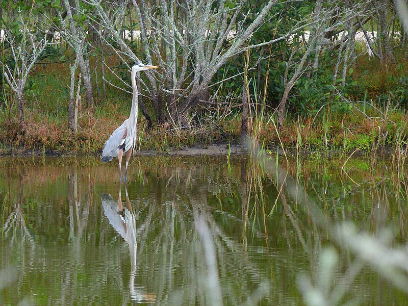 File:Gator Creeks - Flickr - Rusty Clark (20).jpg