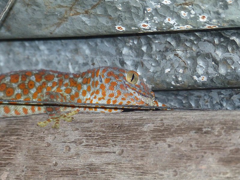 File:Gekko gecko 192130067.jpg