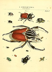 Genera insectorum Linnaei et Fabricii iconibus illustrata (Tab. I) (6053192532).jpg