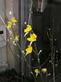 花茎と花序 G. aurea