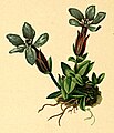 Gentiana verna plate in: Anton Hartinger: Atlas der Alpenflora, (1882)