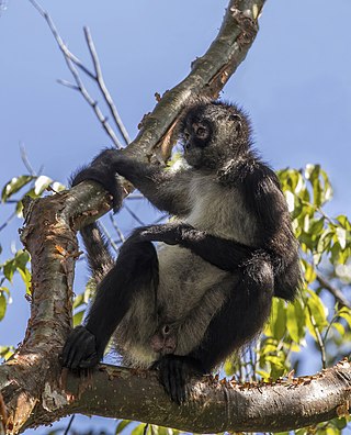 <span class="mw-page-title-main">Geoffroy's spider monkey</span> Species of spider monkey, from Central America