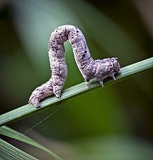 Geometrid Moths (Geometridae) caterpillar