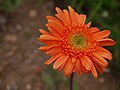 Gerbera jamesonii (6369387505) .jpg