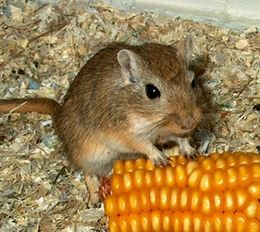 Mongolinė smiltpelė (Meriones unguiculatus)