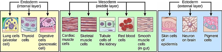 התפתחות רקמות שונות (Histogenesis) מתוך שלוש שכבות הנבט