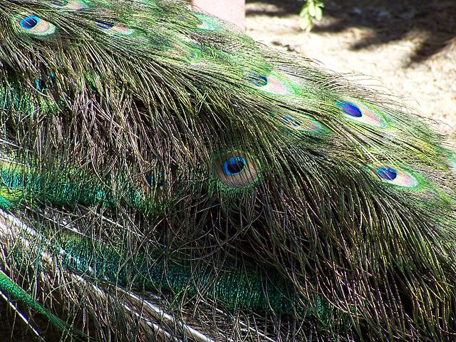 File:Ghi, pettingzoo (escaped peacock - not school pecock!).jpg - Wikimedia  Commons