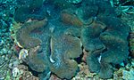 Thumbnail for File:Giant Clam (Tridacna gigas) (6058446919).jpg