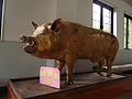Gifu livestock research center stuffed pig 1.JPG