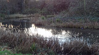 Gillespie Park nature reserve in the London Borough of Islington