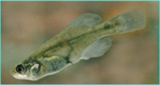 Miniatura para Girardinichthys viviparus