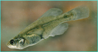 <span class="mw-page-title-main">Chapultepec splitfin</span> Species of fish