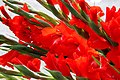 2011-04-21T07:20:18Z : user:Raghith : File:Gladiolus in red.jpg