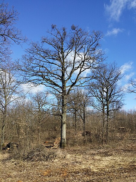 File:Glasweiner Wald nächst dem Schellenberg nordöstlich von Enzersdorf sl1.jpg