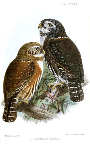 Glaucidium gnoma