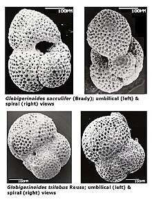 Globigerinoides spp Pliocène.JPG