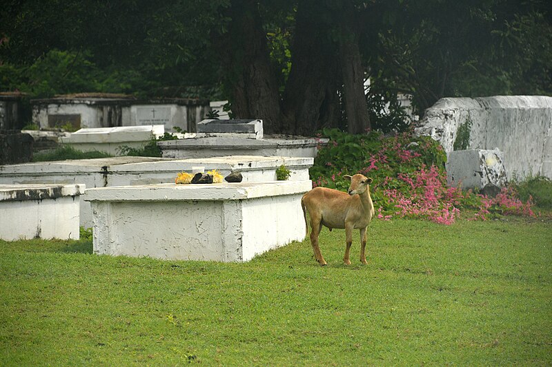 File:Goat in Cemetery.jpg