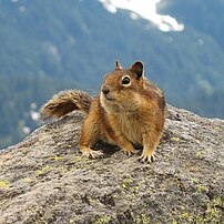 Un écureuil terrestre doré (Spermophilus lateralis) dans le parc national du mont Rainier (nord-ouest des États-Unis). (définition réelle 1 024 × 1 024)