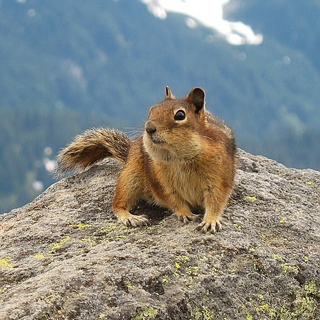ไฟล์:Golden-Mantled Ground Squirrel, Mount Rainier, July 2006.jpg