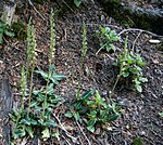 Goodyera oblongifolia (Western rattlesnake plantain).jpg