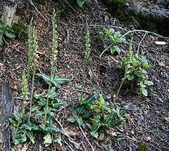 Description de l'image Goodyera oblongifolia (Western rattlesnake plantain).jpg.