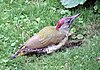 Grünspecht (Picus viridis)