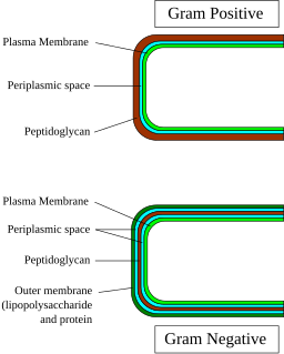 Gram-Cell-wall