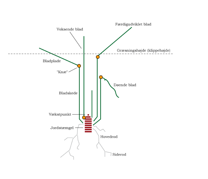 File:Grassplante-schematic.PNG