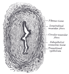 Transverse section of ureter.