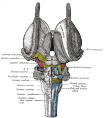 Dissection of brain-stem. Dorsal view.