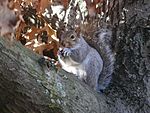 Gray Squirrel Boston.jpg