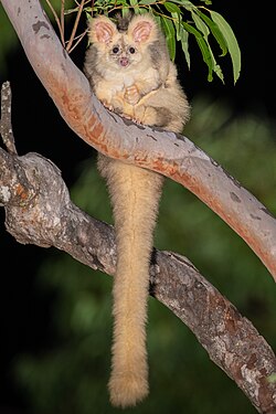 Greater Glider (Petauroides volans) in a Eucalypt.jpg