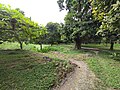 Green plain garden of Shibganj District