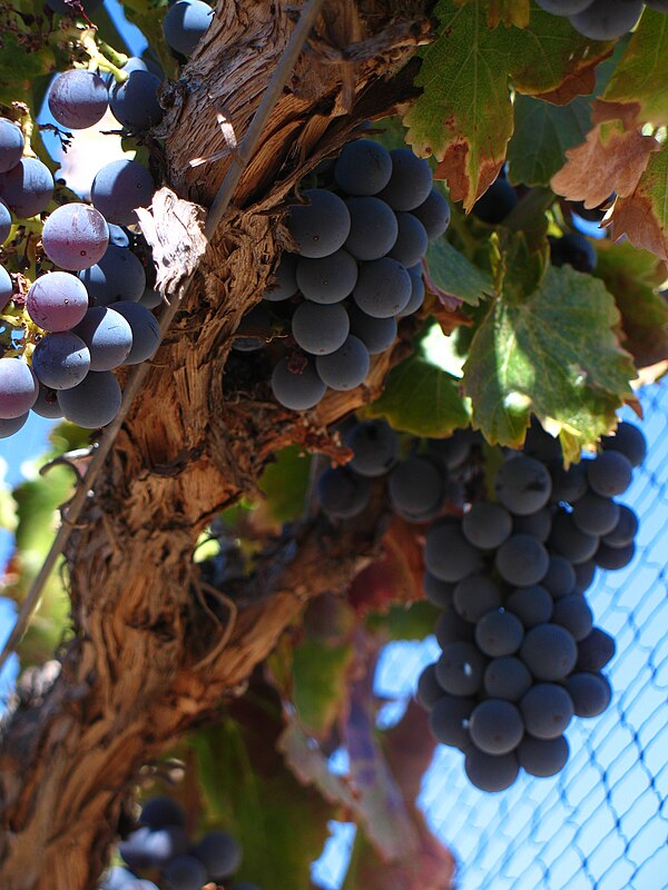 The strong wood canopy of Grenache allows it to thrive in a windy climate but also makes mechanical harvesting and pruning difficult.