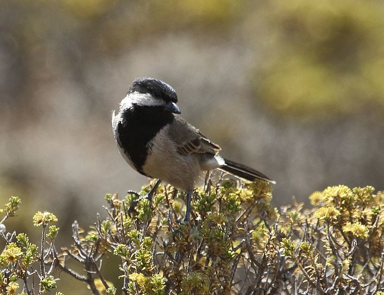 File:Grey tit 2017 08 12 12 25 50 5214.jpg