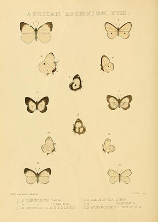 <span class="mw-page-title-main">Falcuna</span> Butterfly genus in family Lycaenidae
