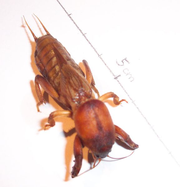 File:Gryllotalpa gryllotalpa vergleich detail.jpg