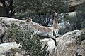 A Spanish ibex looking for food in Guadarrama National Park (Spain)