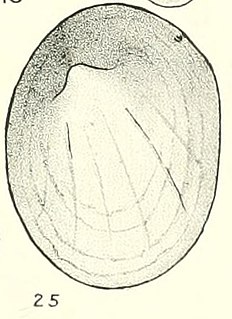 <i>Gundlachia lucasi</i> Species of gastropod