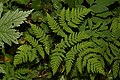 Gymnocarpium dryopteris